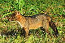 Crab-eating fox (Cerdocyon thous) Kaa-Lya National Park, South East Bolivia.