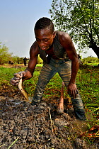 Man catching African lungfish (Protopterus annectens annectens) buried in mud of dried river bed, Togo.