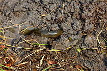 West African lungfish (Protopterus annectens annectens) buried in mud of dried river bed, Togo.