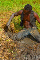Man catching African lungfish (Protopterus annectens annectens) buried in mud of dried river bed, Togo.