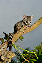 Common genet (Genetta genetta) juvenile in tree, Togo. Controlled conditions.
