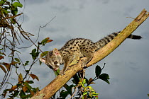 Common genet (Genetta genetta) juvenile in tree, Togo. Controlled conditions.
