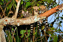 Common genet (Genetta genetta) juveniles in tree, Togo. Controlled conditions.
