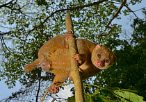Potto (Perodicticus potto) male in tree, Togo. Captive.