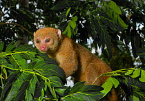 Potto (Perodicticus potto) in tree, Togo. Captive.