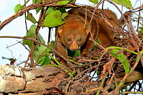 Potto (Perodicticus potto) in tree, Togo. Captive.