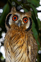 Northern white-faced owl (Ptilopsis leucotis) juvenile, Togo.