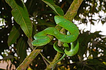 West African tree viper (Atheris chlorechis) on branch Togo. Controlled conditions