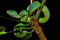 West African tree viper (Atheris chlorechis) portrait, Togo. Controlled conditions