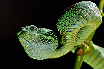 West African tree viper (Atheris chlorechis) portrait, Togo. Controlled conditions