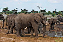 African elephants (Loxodonta africana) at waterhole at Elephant Sands Lodge, with visitor cabins in background,  Botswana.