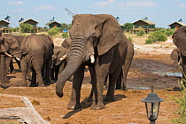African elephants (Loxodonta africana) bull at the waterhole at Elephant Sands Lodge, with visitor cabins in backgroun,  Botswana.