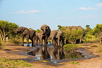 African elephants (Loxodonata africana) drinking from waterhole with reflections in water, Elephants Sands, Botswana.