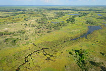 Aerial photograph of the Okavango Delta, UNESCO World Heritage Site, featuring, swamp, pools and channels created by Hippopotamus (Hippopatmus amphibious), Botswana. January 2018.