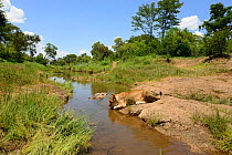 Young Lion (Panthera leo) drinking from a stream.  African Lion Rehabiliation and Release into the Wild Programme,Victoria Falls, Zimbabwe. Controlled conditions.