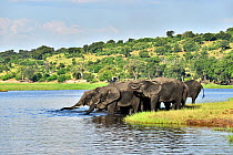 African elephants (Loxodonta africana) drinking from the Chobe River, Chobe National Park, Botswana.
