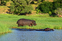 Hippopotamus (Hippopotamus amphibius) about to enter the water, Chobe River, Chobe National Park, Botswana.