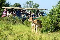 Tourists on Safari vehicles using mobile phones to photograph African lionesses (Panthera leo) one with wound on face, Chobe National Park, Botswana. January 2018.