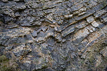 Outcrop of banded Chert, part of the Carboniferous, Pentre Chert formation, Halkyn, Wales, UK. January. The Chert is silicified Limestone, made up in part of micro organism Radiolaria. This is one of...