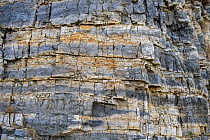 Outcrop of banded Chert, part of the Carboniferous, Pentre Chert formation, Halkyn, Wales, UK. January. The Chert is silicified Limestone, made up in part of micro organism Radiolaria. This is one of...