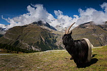 Valais Blackneck  domestic goat on mountains near Sunnegga, Zermatt, Switzerland