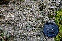 Carbonifeous (Dinantian) Crinoidal Limestone, with camera lens cap for scale, Halkyn, Wales. This limestone is wholly made up of fragments of fossil Crinoids.