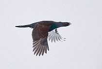 Capercaillie male (Tetrao Urogallus) in flight, Salla, Finland, February