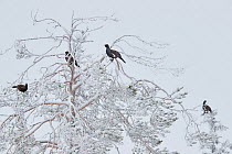 Capercaillie (Tetrao urogallus) male in tree, Salla, Finland, February.