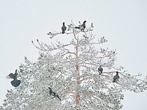 Capercaillie (Tetrao Urogallus) males in snow covered tree,  Salla, Finland, February