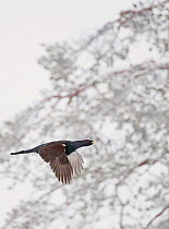 Capercaillie (Tetrao Urogallus) male in flight among snow covered trees, Salla, Finland, February