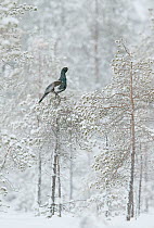 Capercaillie (Tetrao Urogallus) male in snow covered tree, Salla, Finland, February.