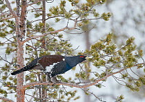 Capercaillie male (Tetrao Urogallus) on snowy tree, Salla, Finland, February