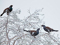 Capercaillie (Tetrao Urogallus) three males in snowy tree, Salla, Finland, February