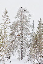 Capercaillie (Tetrao Urogallus) three males in tree, Salla, Finland, February.