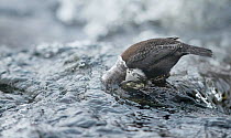 Dipper (Cinclus cinclus) feeding in water, Kuusamo, Finland, January.