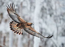 Golden eagle (Aquila chrysaetus) Kuusamo, Finland, January.