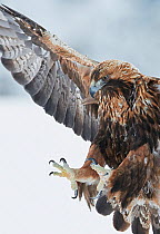 Golden eagle (Aquila chrysaetus) landing, Kuusamo, Finland, January.