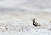 Golden plover (Pluviaria apricaria) on snow covered grass, Vardo, Norway, May.