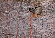 Great grey owl (Strix nebulosa) flying past trees, Kempele, Finland, January.