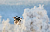 Great spotted woodpecker (Dendrocopos major) in flight past snowy tree, Kuusamo, Finland, February.