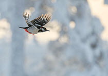Great spotted woodpecker (Dendrocopos major) flying past snow covered trees, Kuusamo, Finland, January.