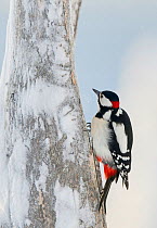 Great spotted woodpecker (Dendrocopos major) on snowy tree trunk, Kuusamo, Finland, January.