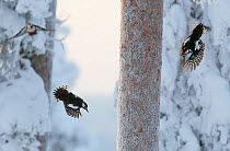 Great spotted woodpecker (Dendrocopos major) three flying in snowy woodland,, Kuusamo, Finland, January.
