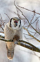 Hawk Owl (Surnia ulula) regurgitating pellet before eating vole prey, Helsinki, Finland, December.