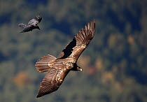 Carrion crow (Corvus corone corone) mobbing Bearded vulture (Gypaetus barbatus) Spain, November.