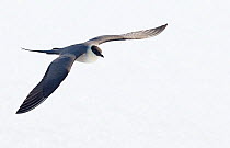 Long-tailed Skua (Stercorarius longicaudus) in flight,  Vardo, Norway, May.