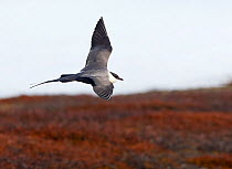 Long-tailed Skua (Stercorarius longicaudus) in flight, Vardo, Norway, May.