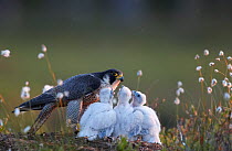 Peregrine falcon (Falco peregrinus) adult feeding chicks in nest, Vaala, Finland, June.