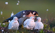 Peregrine falcon (Falco peregrinus) adult feeding chicks in nest, Vaala, Finland, June.