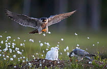 Peregrine falcon (Falco peregrinus) male and female feeding chicks at nest, Vaala, Finland, June.